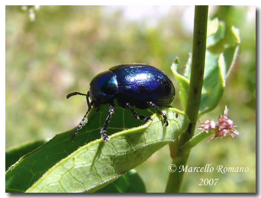 Eumolpus asclepiadeus (Chrysom) su Vincetoxicum hirundinaria